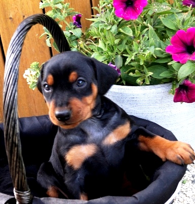 Pinscher
